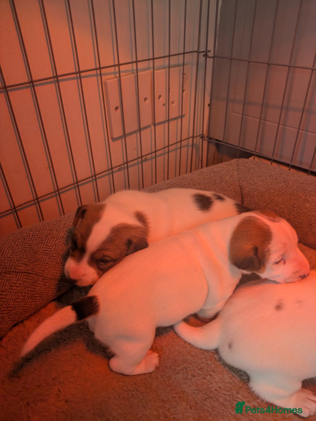 Jack Russell dogs for sale: 3 Jack Russell puppies - Image 4
