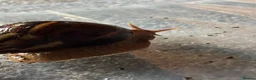 Snails invertebrates for sale: African land snails in Malton - Advert 1