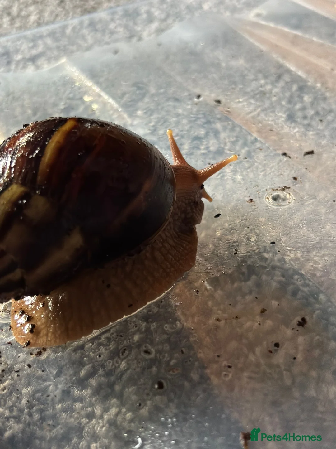 Snails invertebrates for sale: African land snails in Malton - Advert 1