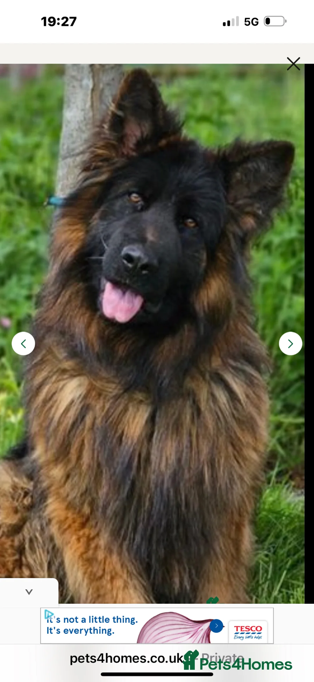 German Shepherd dogs for stud: ⭐️ LUX kc reg ⭐️ - Advert 9