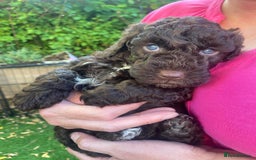 Cockapoo dogs for sale: Six beautiful chocolate F1b cockerpoo babies! - Image 5
