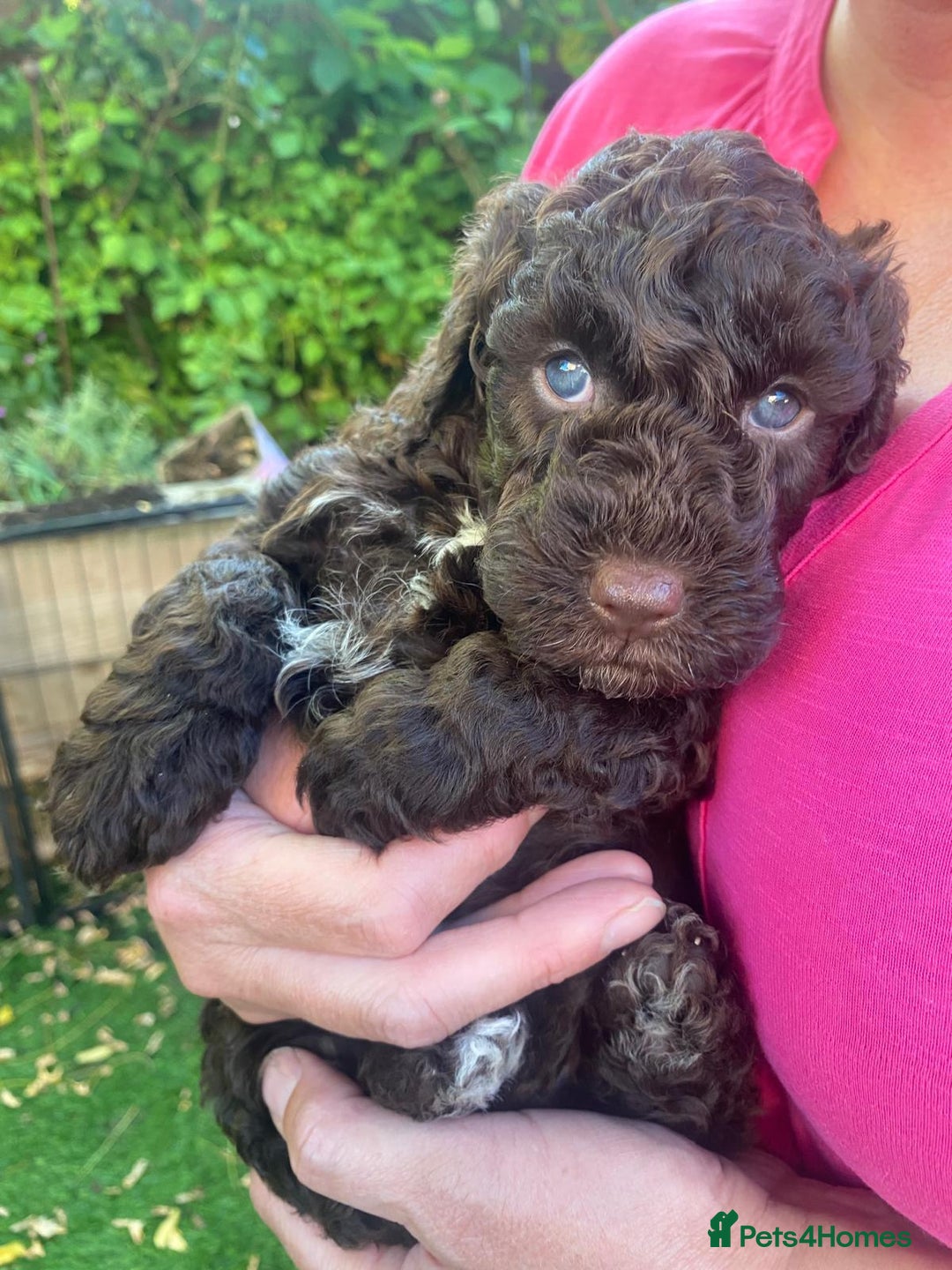 Cockapoo dogs for sale: Six beautiful chocolate F1b cockerpoo babies! - Image 5