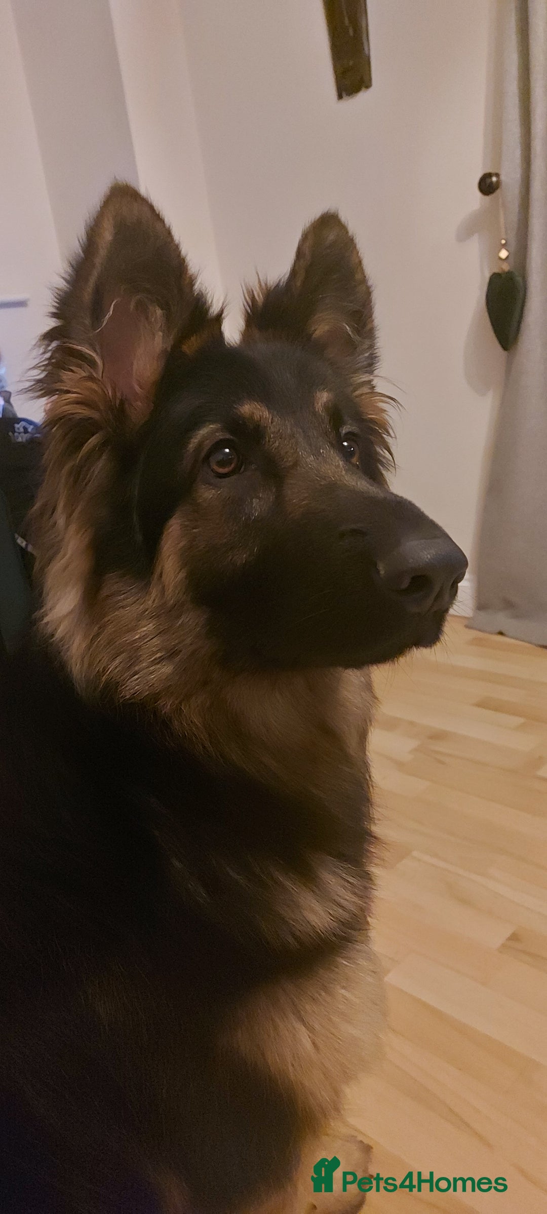 German Shepherd dogs for sale: Looking for a new home  - Advert 4
