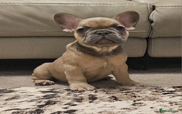 French Bulldog dogs for sale: Blue Fawn French Bulldog Puppy Girl - Advert 2