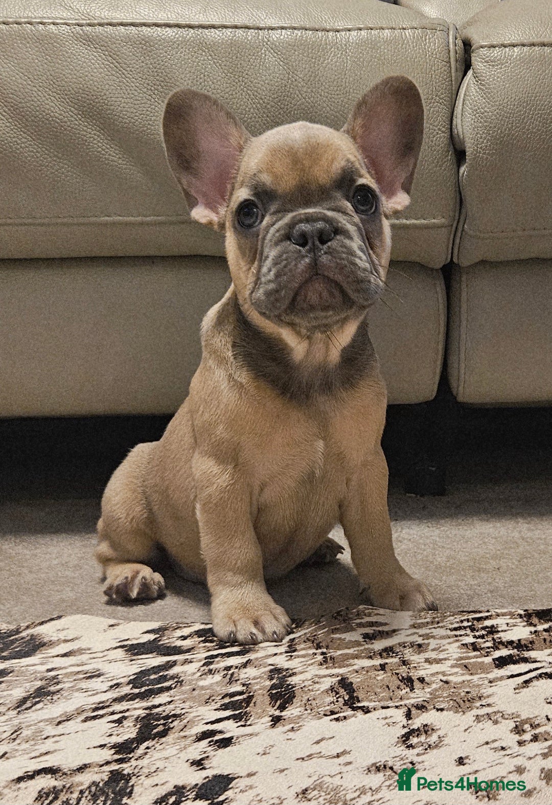 French Bulldog dogs for sale: Blue Fawn French Bulldog Puppy Girl - Advert 2