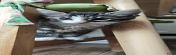 Mixed Breed cats for sale: kittens - mid-long hair black and white and ginger in Airdrie - Advert 19