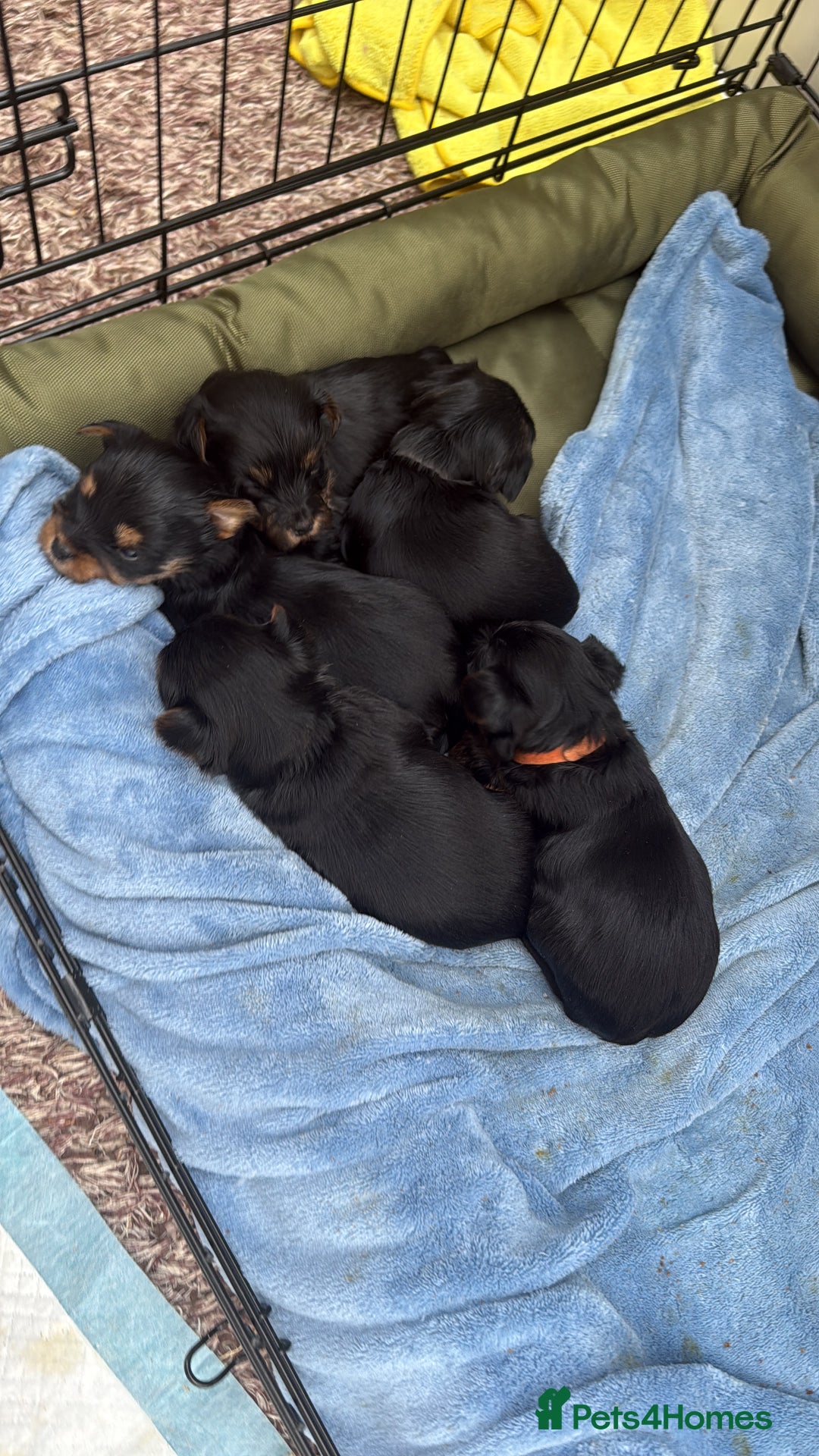Yorkshire Terrier dogs for sale: Yorkshire terrier puppy  - Advert 16