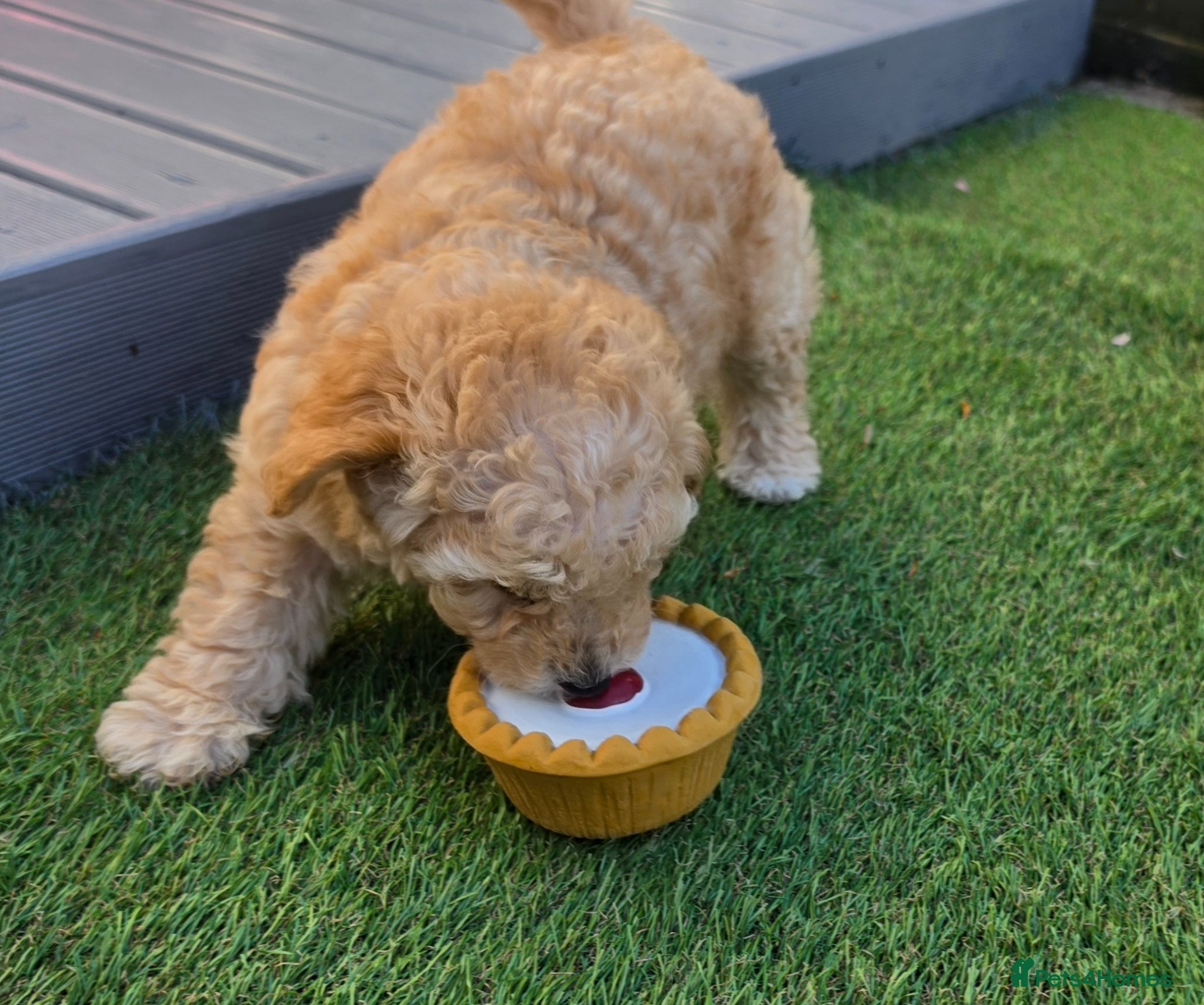 Maltipoo dogs 🐶 ready to leave now 🐶1 beautiful girl left🐶 - Advert 18