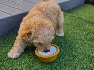 Maltipoo dogs 🐶 ready to leave now 🐶1 beautiful girl left🐶 - Advert 6