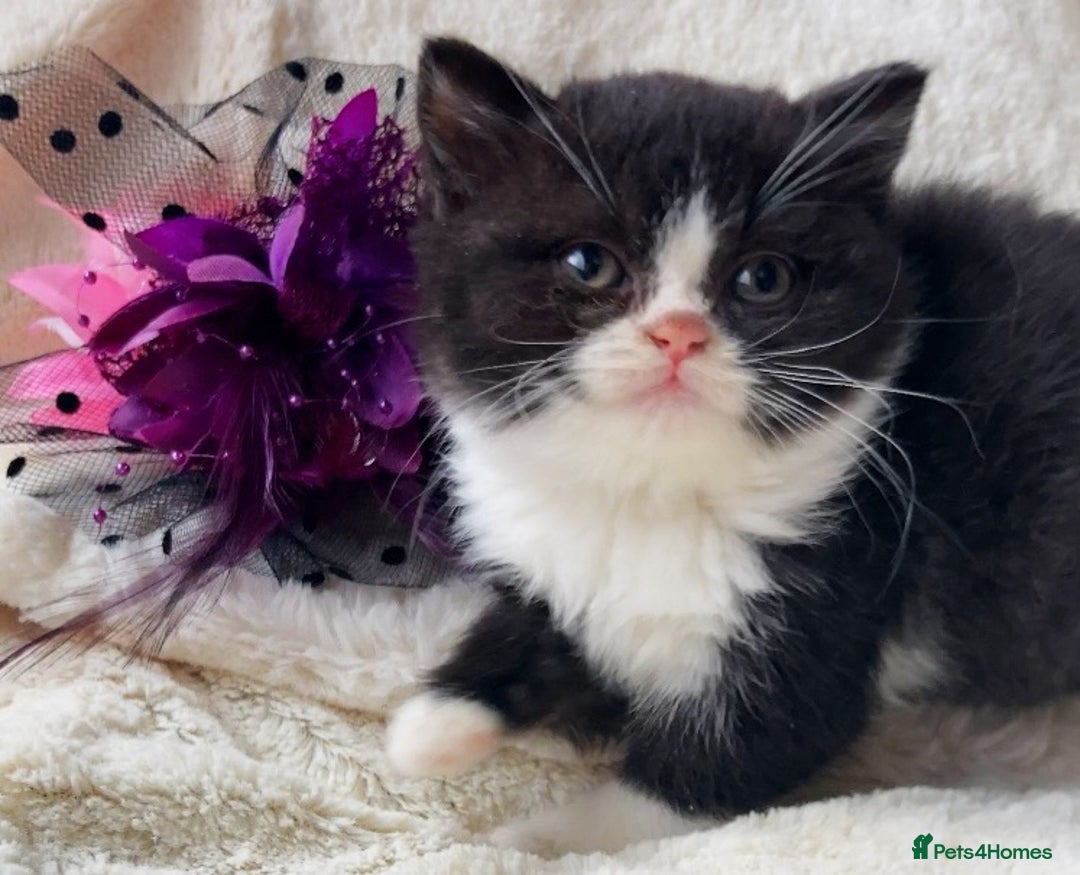 British Shorthair cats for sale: Gorgeous British Shorthairs TICA Registered - Advert 9