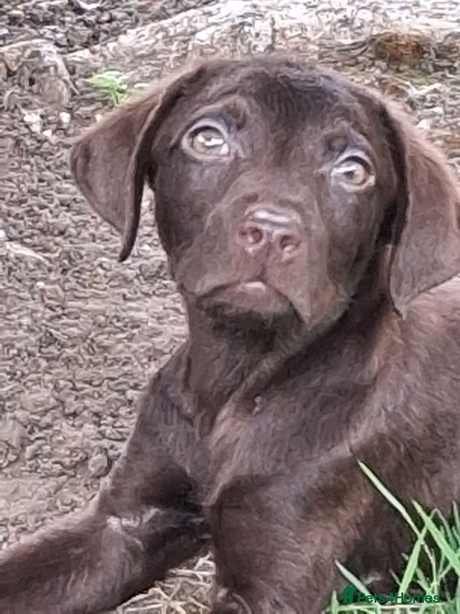 Labrador Retriever dogs Fantastic labrador pups  - Advert 1