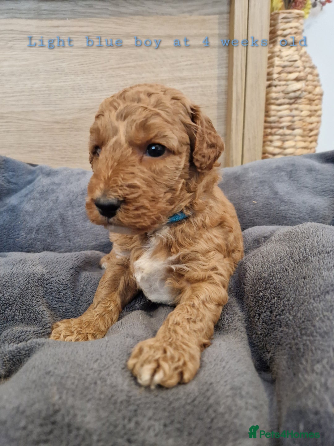 Australian Labradoodle dogs for sale: Stunning Australian labradoodles - Image 12