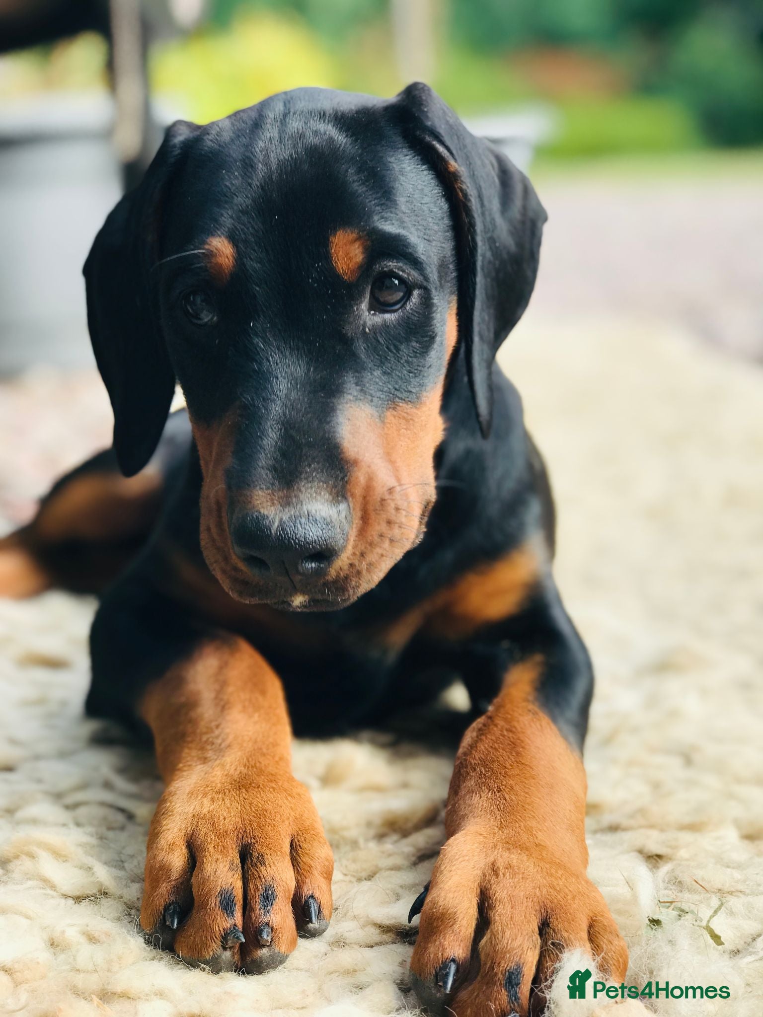 Dobermann dogs Mr Blue- A truly Free Range Doberman - Advert 2