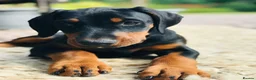 Dobermann dogs for sale: Mr Blue- A truly Free Range Doberman - Advert 8