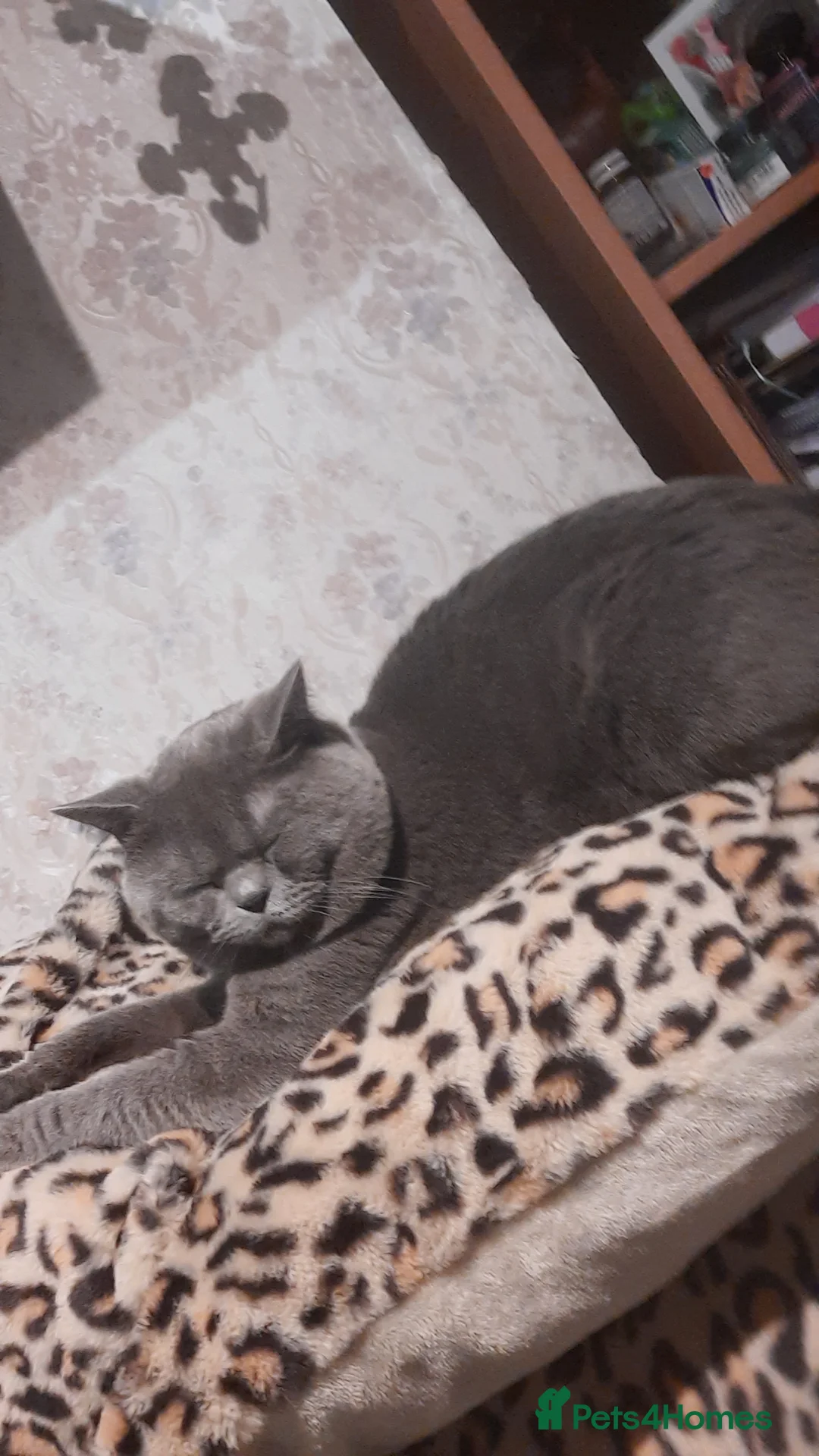 British Shorthair cats for stud: British shorthair blue boy for stud - Advert 2