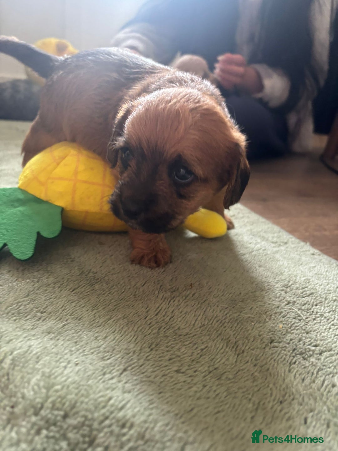 Mixed Breed dogs for sale: REDUCED ✨️Beautiful CockapooX READY TO GO NOW✨️ - Image 16