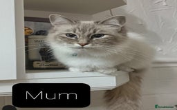 Ragdoll cats for sale: Maincoon ×Ragdoll (Ragcoon) kittens  - Image 16