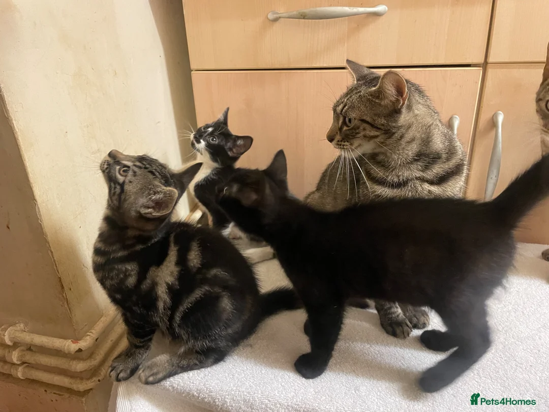 Mixed Breed cats for sale: 1 tabby boy 2 black girls - Advert 1