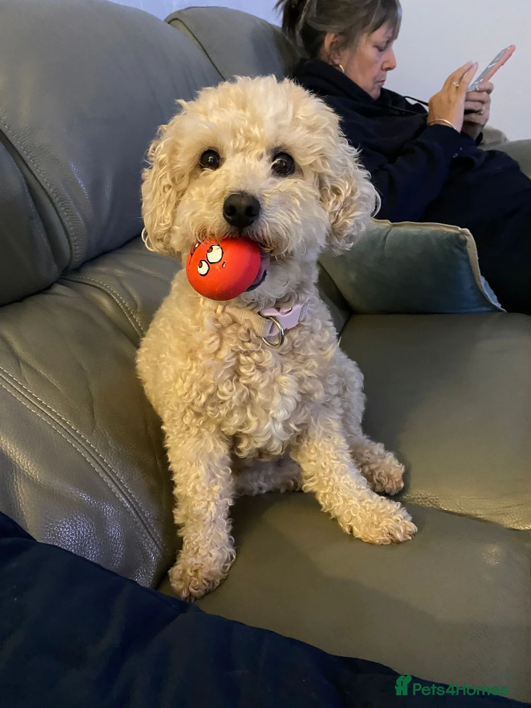 Maltipoo dogs for sale: maltese and malipoo  - Advert 10