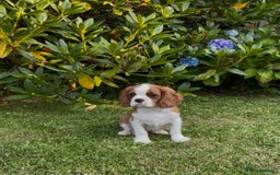 Cavalier King Charles Spaniel dogs for sale: K C Reg Fully Vaccinated  - Image 1