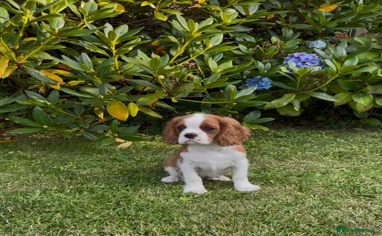 Cavalier King Charles Spaniel dogs - Advert 5