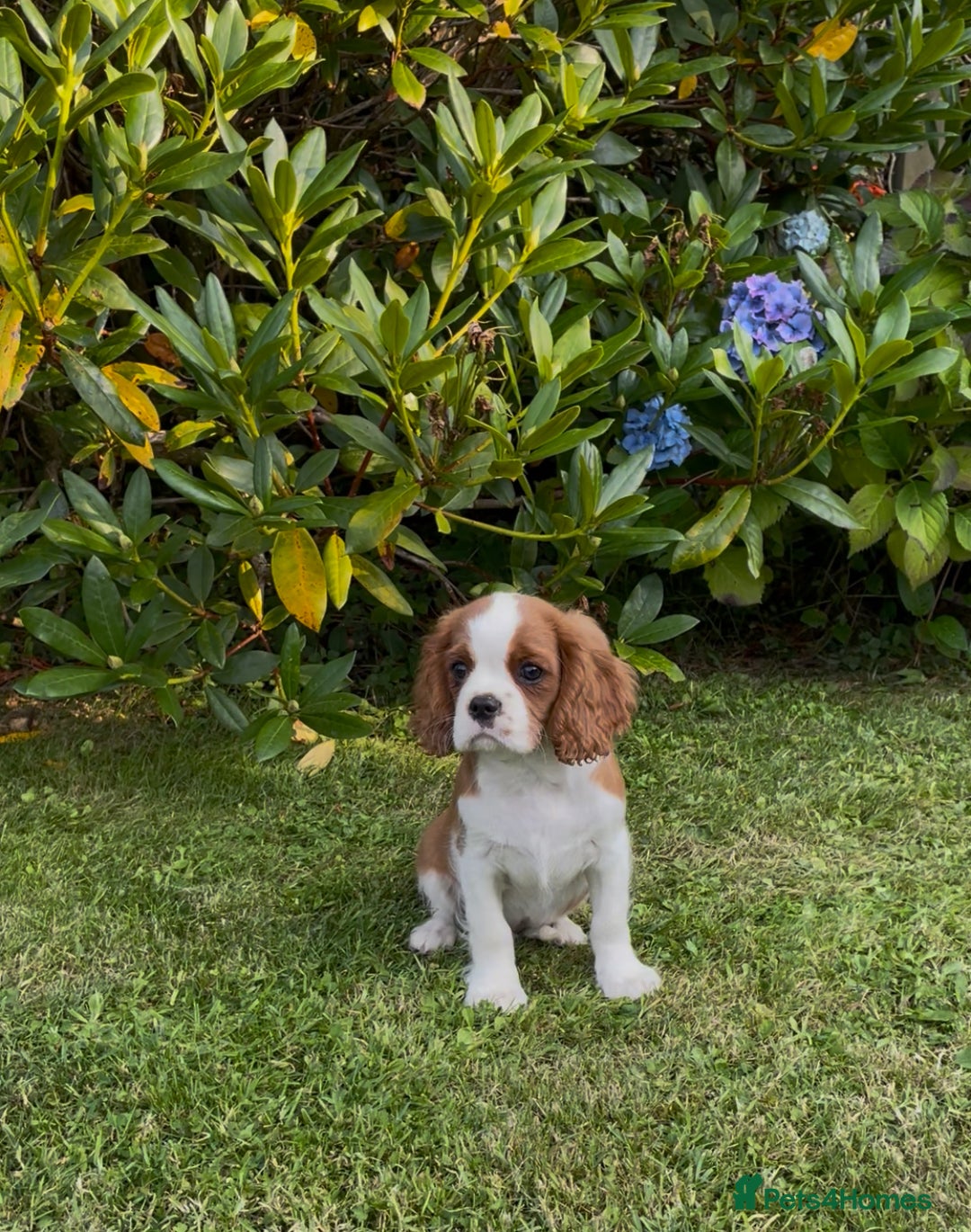 Cavalier King Charles Spaniel dogs for sale: K C Reg Fully Vaccinated  - Image 1
