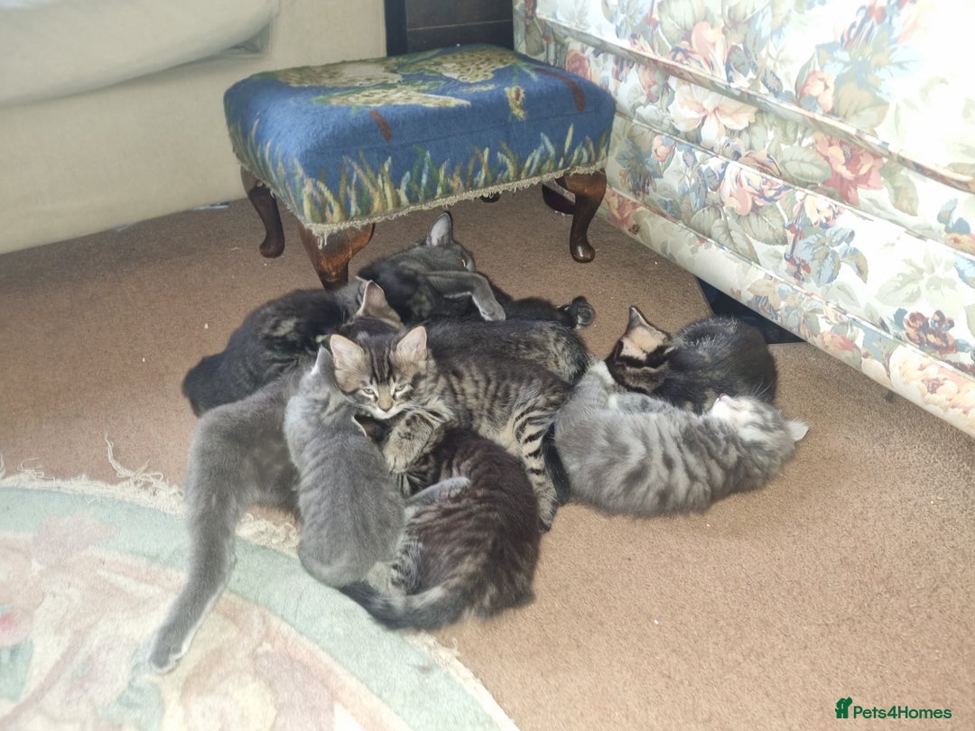 British Longhair cats for sale: Lovely sociable kittens - Advert 4