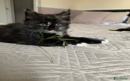 Mixed Breed cats for sale: Two girls and a boy Kuril bobtail mix - Image 24