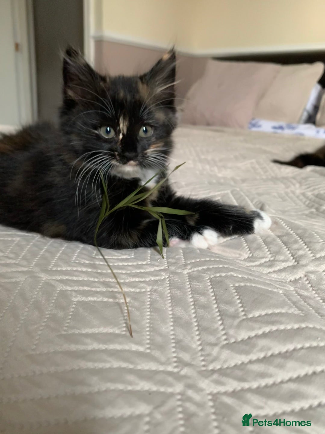 Mixed Breed cats for sale: Two girls and a boy Kuril bobtail mix - Image 24
