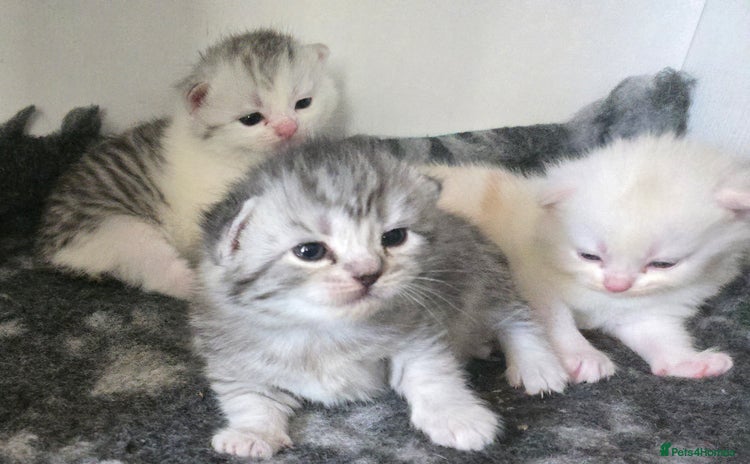 Persian cats - Advert 1