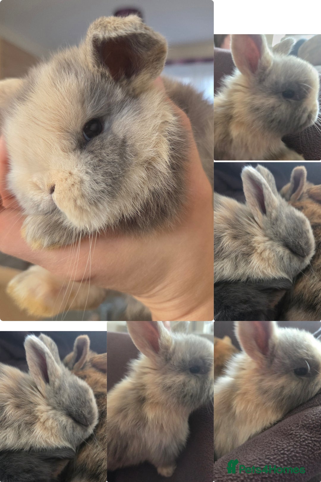 Mini Lop rabbits for sale: 4 Beautiful Mini Lops for sale - Advert 3
