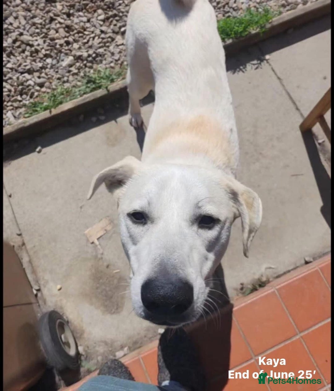 Mixed Breed dogs for adoption: Kaya, 2 years approx. Available for adoption. in Brixham - Image 5
