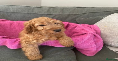 Cockapoo dogs - Advert 2