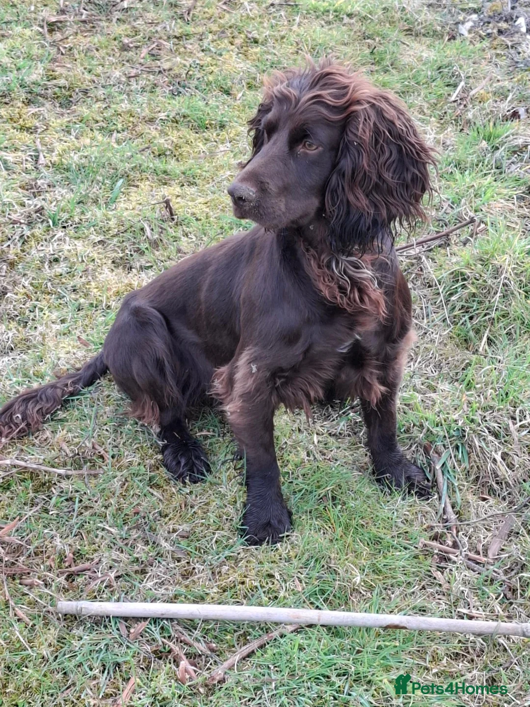 Cocker Spaniel dogs for sale: Working cocker spaniel puppies kc reg in Brough - Advert 1