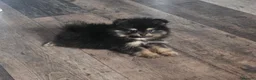 Pomeranian dogs for sale: Male pomeranian  - Advert 4