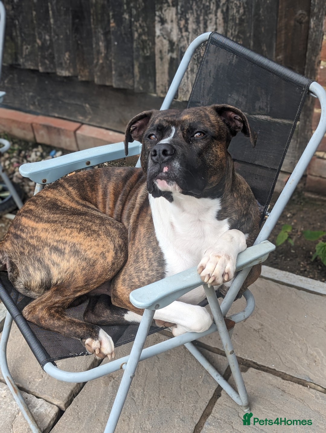 American Bull Staffy dogs for stud: For Stud - Image 3