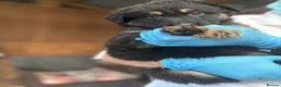 German Shepherd dogs for sale: German Shepherd Pups! Grey or black & tan!  - Advert 6