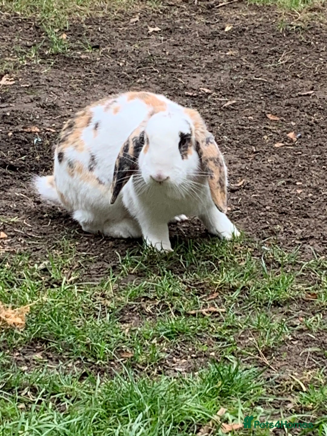 French Lop rabbits for sale: Female rabbit for sale - Image 8