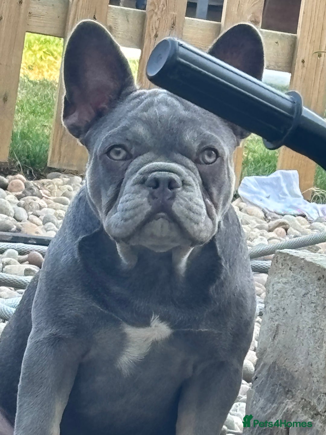 French Bulldog dogs for sale: Mum and daughter - Image 1