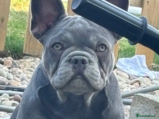 French Bulldog dogs - Advert 1