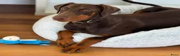 Dobermann dogs for sale: Chocolate tan Bitch 15months old - Advert 4