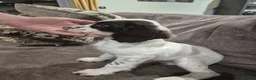 English Springer Spaniel dogs for sale: Working English Springer Spaniel - Advert 3