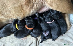 Mixed Breed dogs for sale: Sheprador Puppies - Image 10