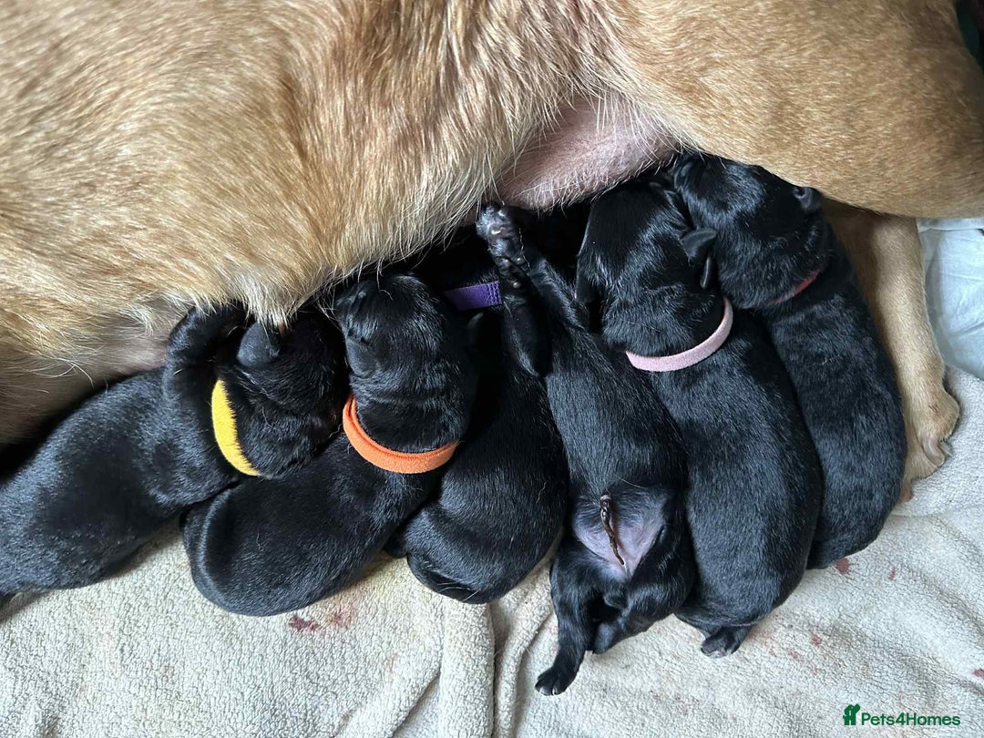 Mixed Breed dogs for sale: Sheprador Puppies - Image 10
