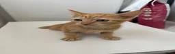 Domestic Shorthair cats for sale: Ginger kittens  - Advert 2
