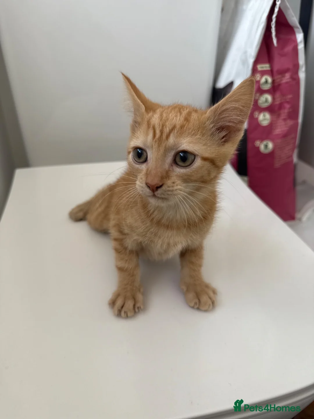 Domestic Shorthair cats for sale: Ginger kittens  - Advert 2