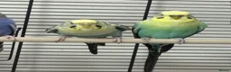 Budgerigars birds for sale: Budgerigars boys and girls - Advert 6