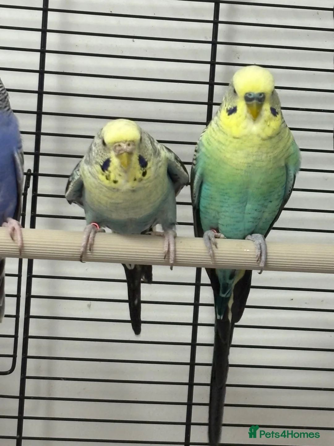 Budgerigars birds for sale: Budgerigars boys and girls - Advert 6
