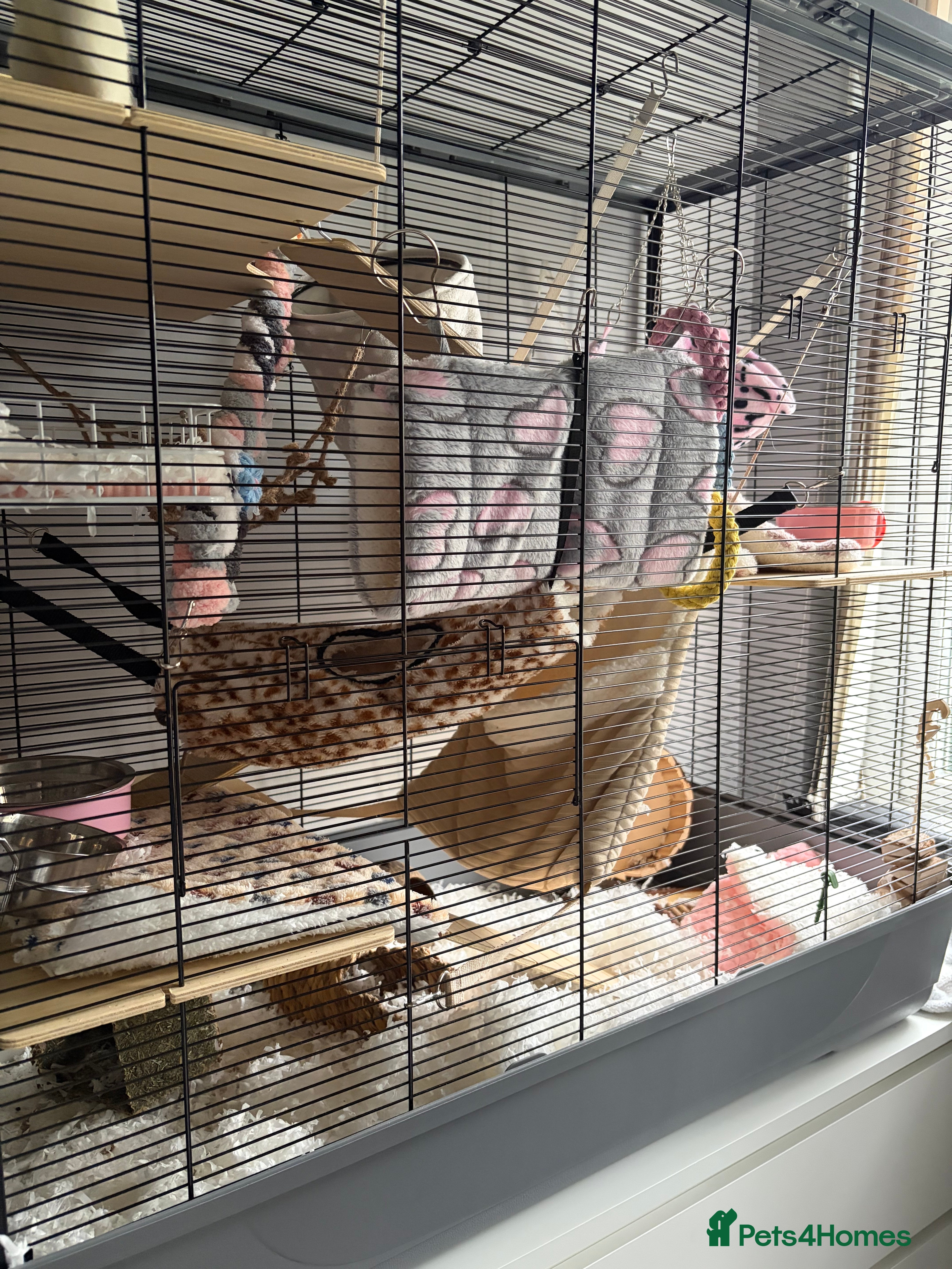 Rat rodents 4 female dumbo rats + entire setup - Advert 1