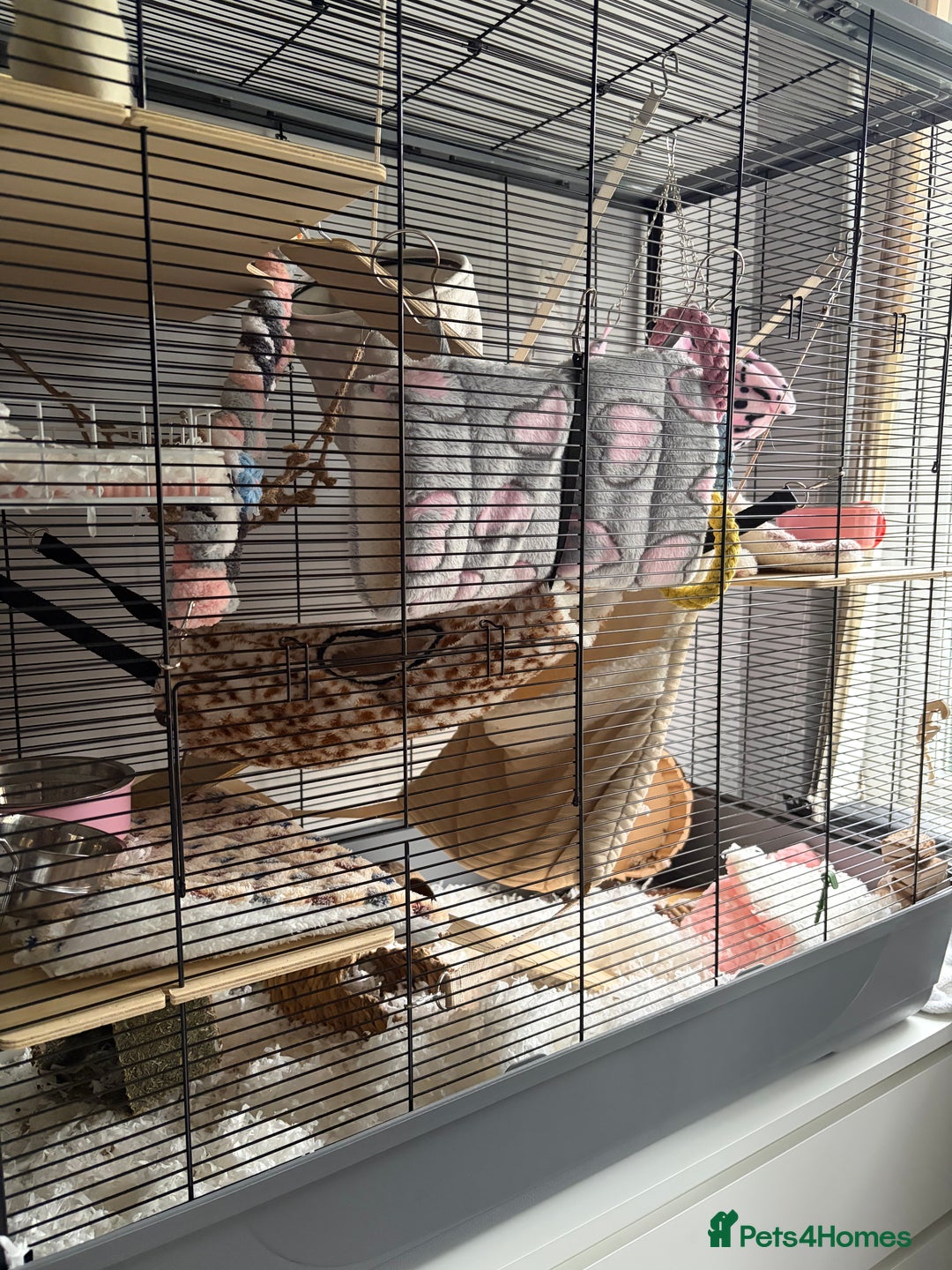 Rat rodents for sale: 4 female dumbo rats + entire setup - Advert 1